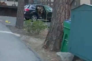 Cet ours, piégé dans une voiture, délivré par la police américaine