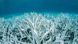 A field of stag-horn coral bleached white on the Great Barrier Reef during a mass bleaching event.