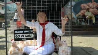 A member of People for the Ethical Treatment of Animals (PETA) India, Ingrid E. Newkirk, sits inside a cage during a protest outside a KFC outlet in Mumbai on November 6, 2014.  PETA staged the demonstration to protest against alleged cruel slaughtering methods to kill chicken.  AFP PHOTO/ PUNIT PARANJPE (Photo by PUNIT PARANJPE / AFP)