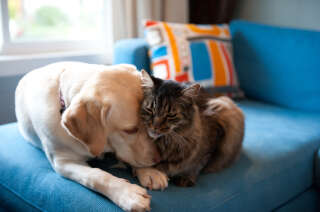 Yellow Labrador retriever and Maine coon cat cuddling together on a blue couch.