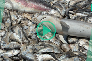 À cause de la chaleur, des milliers de poissons retrouvés morts sur une plage du Texas