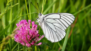 Les gazés, papillons aux blanches translucides nervurés de noir, ont réapparu dans une réserve naturelle anglais après 100 ans d’absence. Image d’illustration.