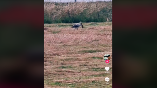 Sur ces images issues des réseaux sociaux, la cigogne avec le bec coincé dans une canette est visible dans le champ fauché par l’agriculteur qui a découvert le sort du pauvre animal.