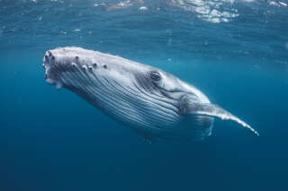 L’Islandaise la plus connue au monde salue cette pause dans la chasse à la baleine