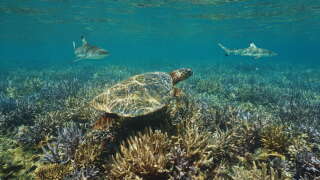 Récif corallien, océan Pacifique sud, Nouvelle-Calédonie.