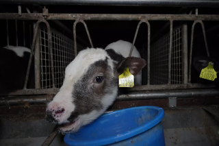 Manque de nourriture, coups… Des ONG dont L214 dénoncent « l’enfer » du transport de veaux de l’Irlande aux Pays-Bas