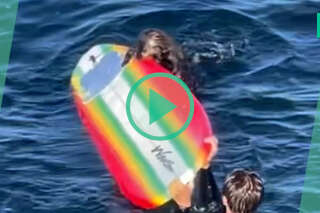 Cette loutre de mer est devenue la bête noire des surfeurs californiens