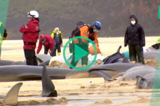 Plus de 50 baleines pilotes retrouvées échouées sur une plage en Écosse