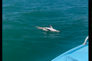 Un dauphin retrouvé éventré au large d’Oléron, une plainte déposée pour mutilation