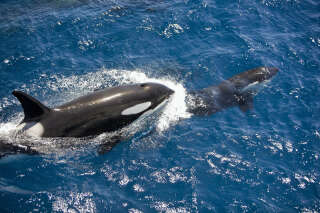 À la ménopause, les mères orques protègent leurs fils (mais pas leurs filles)