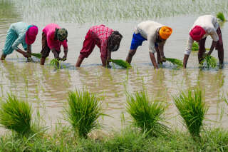 L’Inde interdit l’exportation de riz, et les conséquences de cette décision risquent d’être mondiales
