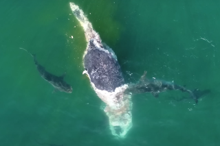 Cette carcasse de baleine a régalé des dizaines de requins (et ce n’est qu’un début)