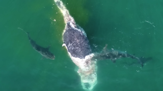 Des dizaines de requins sont venus se nourrir de la carcasse de cette baleine.