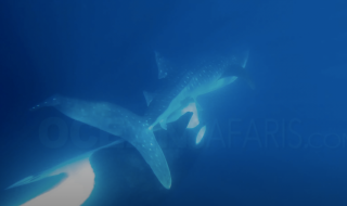Selon des images publiées par l’entreprise américaine Ocean Safaris, une orque a attaqué un requin-baleine de huit mètres au large du Mexique en avril dernier.
