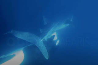 L’attaque chirurgicale d’une orque dévorant le foie d’un requin baleine