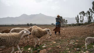 Berger gardant son troupeau dans les terres arides du Maroc en février 2023.