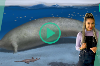 Cette énorme baleine préhistorique pourrait être l’animal le plus lourd ayant jamais existé sur Terre