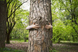 La sylvothérapie ne se résume pas à faire des câlins aux arbres, mais ses vertus sont encore à prouver