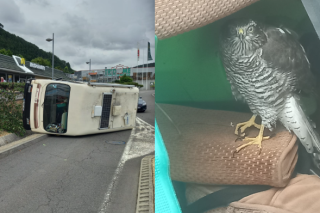Un faucon à l’origine de l’accident d’un camping-car en Lozère