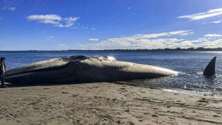 Uune baleine bleue s’est échouée sur la plage d’Ancud, sur l’île de Chiloe, dans la région de Los Lagos, au Chili, le 5 août 2023.