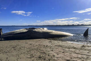 Une baleine bleue, le plus grand animal au monde, s’est échouée sur une plage du Chili