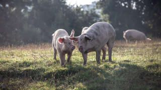 Pigs graze outside in a field at a farm in Spain. Photographer: Angel Garcia/Bloomberg