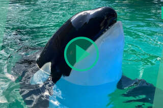 Après 50 ans de captivité, la célèbre orque Lolita meurt quelques jours avant d’être relâchée