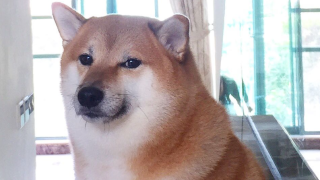 Le chien Cheems Balltze, mascotte incontournable de la culture web, est mort