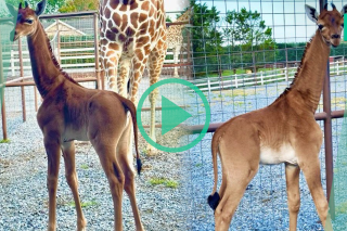 Monochrome, ce girafon né aux États-Unis est exceptionnel