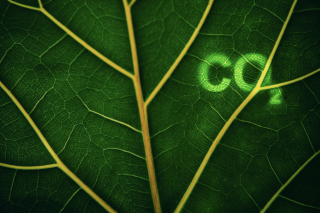 Le changement climatique impacte même la photosynthèse, selon cette nouvelle étude