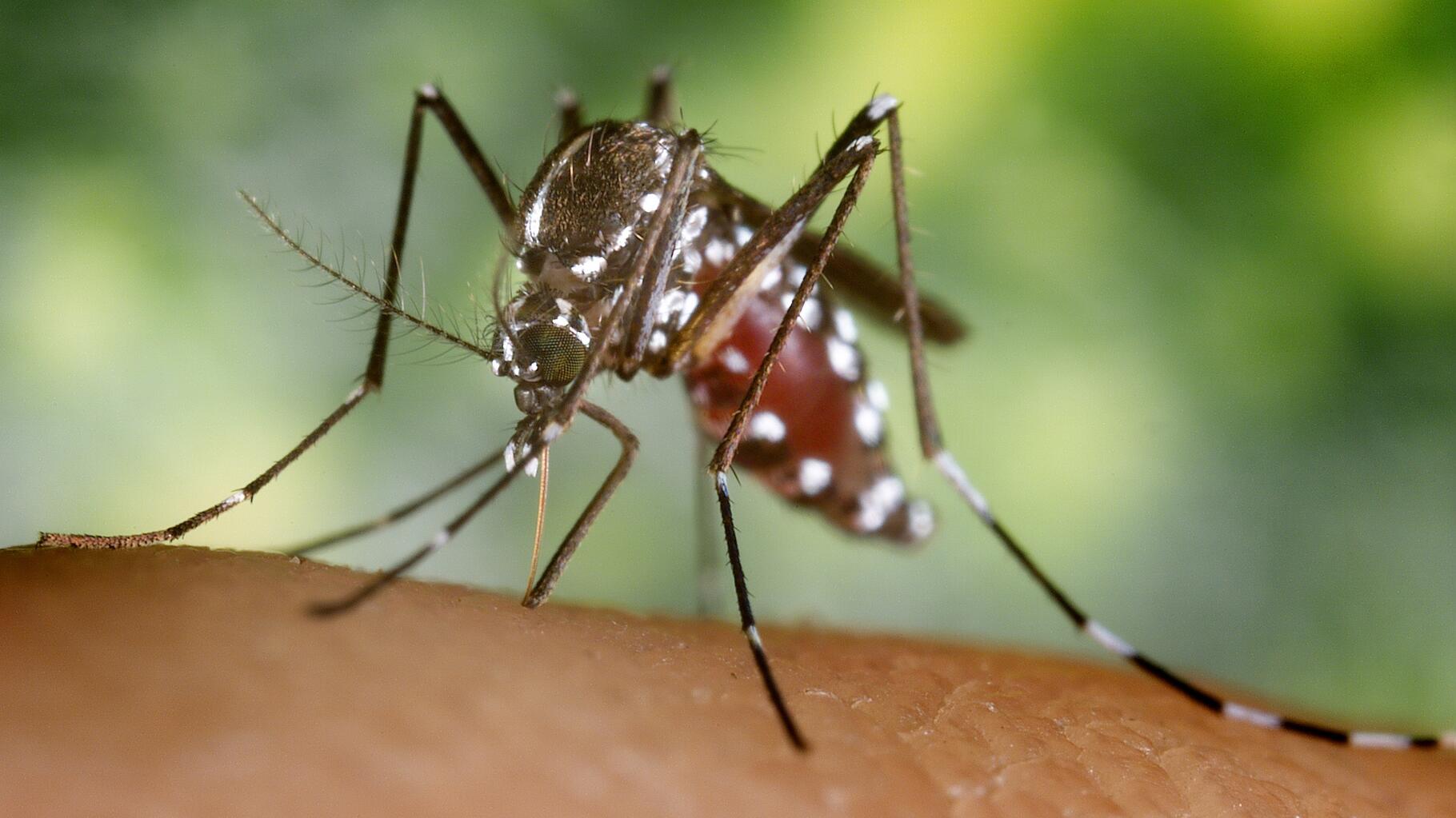 Offensive contre le moustique tigre après un cas de dengue