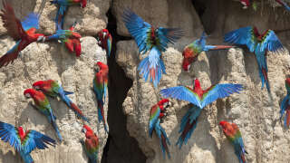 Les sites naturels de l’Unesco, refuge ultime de biodiversité, sont en danger. Le parc national de Manu, au Pérou, est l’un des sites les plus riches en espèces au monde, avec 800 espèces d’oiseaux.