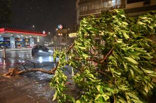Een boom die op 1 september 2023 in Hong Kong werd ontworteld door harde wind veroorzaakt door de krachtige tyfoon Saola.
