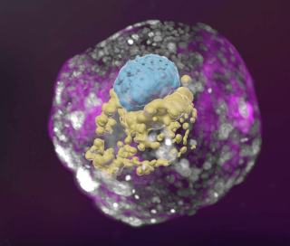 L’embryon humain artificiel au jour 14 possède le sac vitellin (jaune) et la partie qui deviendra l’embryon lui-même, surmontée par l’amnion (bleu) - le tout enveloppé par des cellules qui deviendront le placenta (rose).