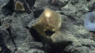 Ce spécimen non identifié a été retrouvé collé à un rocher à une profondeur d’environ 3 300 mètres.
