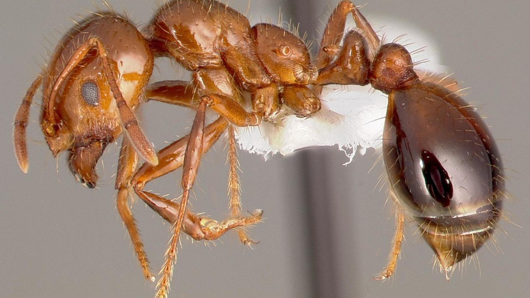 Quelles sont les espèces de fourmis courantes en France ? - SOLUTY