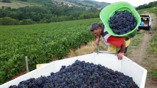 Gérard Peigneaux, viticulteur dans le Beaujolais à Letra, déverse le 18 août 2003, une partie de sa récolte dans une cuve pour la cave coopérative. C' est la première fois depuis 1893 que l'on vendange à la mi-août du fait de la canicule, le premier jus titrant déjà entre 12 et 13 degrés dans le Beaujolais. (Photo by PASCAL GEORGE / AFP)