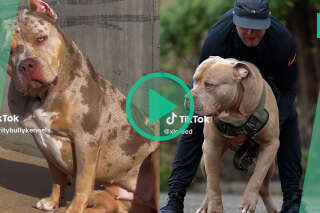 Le gouvernement anglais veut bannir cette race de chiens après une série d’attaques