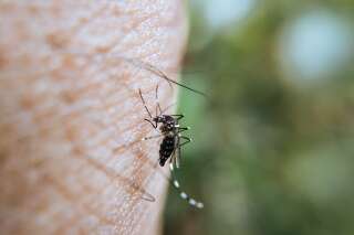 Quels sont les symptômes de la dengue et comment prévenir la maladie ?