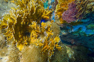 Si les coraux disparaissent, c’est aussi à cause des crèmes solaires et des substances chimiques selon l’Anses