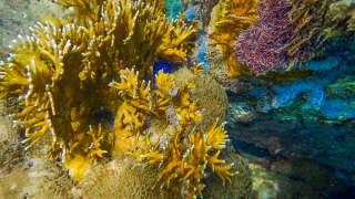 Hard and soft corals (Encrusting gorgonian - Erythropodium caribaeorum) underwater of Anse a l'Ane beach, Martinique island, Caribbean sea, West Indies, Lesser Antilles