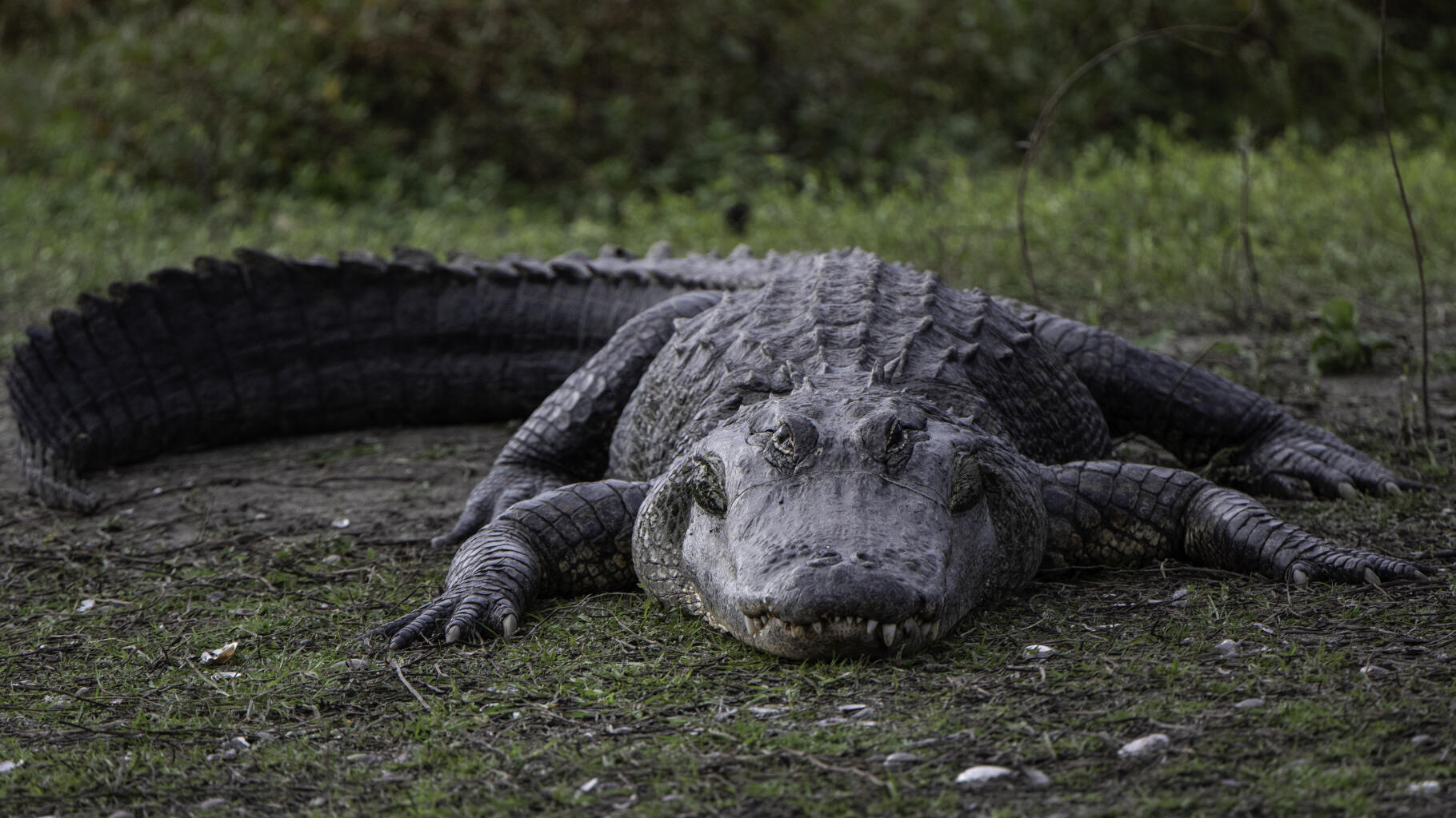 Un alligator de Floride tué après la découverte du corps d’une femme dans ses mâchoires