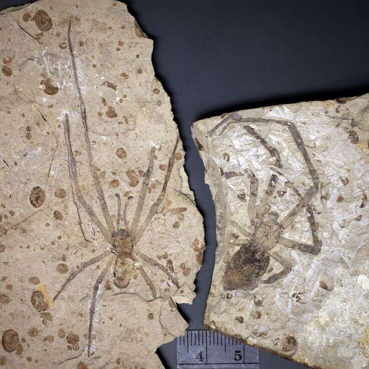 La charmante Mongolarachne jurassica, plus grand fossile d’araignée jamais retrouvé (nord-est de la Chine).