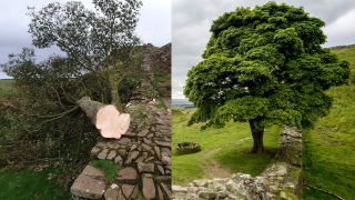 L’arbre emblématique du parc de Sycamore Gap, l’un des plus photographié du Royaume-Uni, a été abattu.