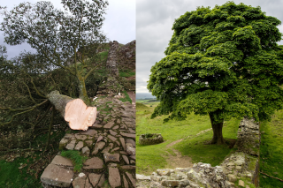 Un des arbres les plus photographiés du Royaume-Uni a été mystérieusement abattu dans la nuit