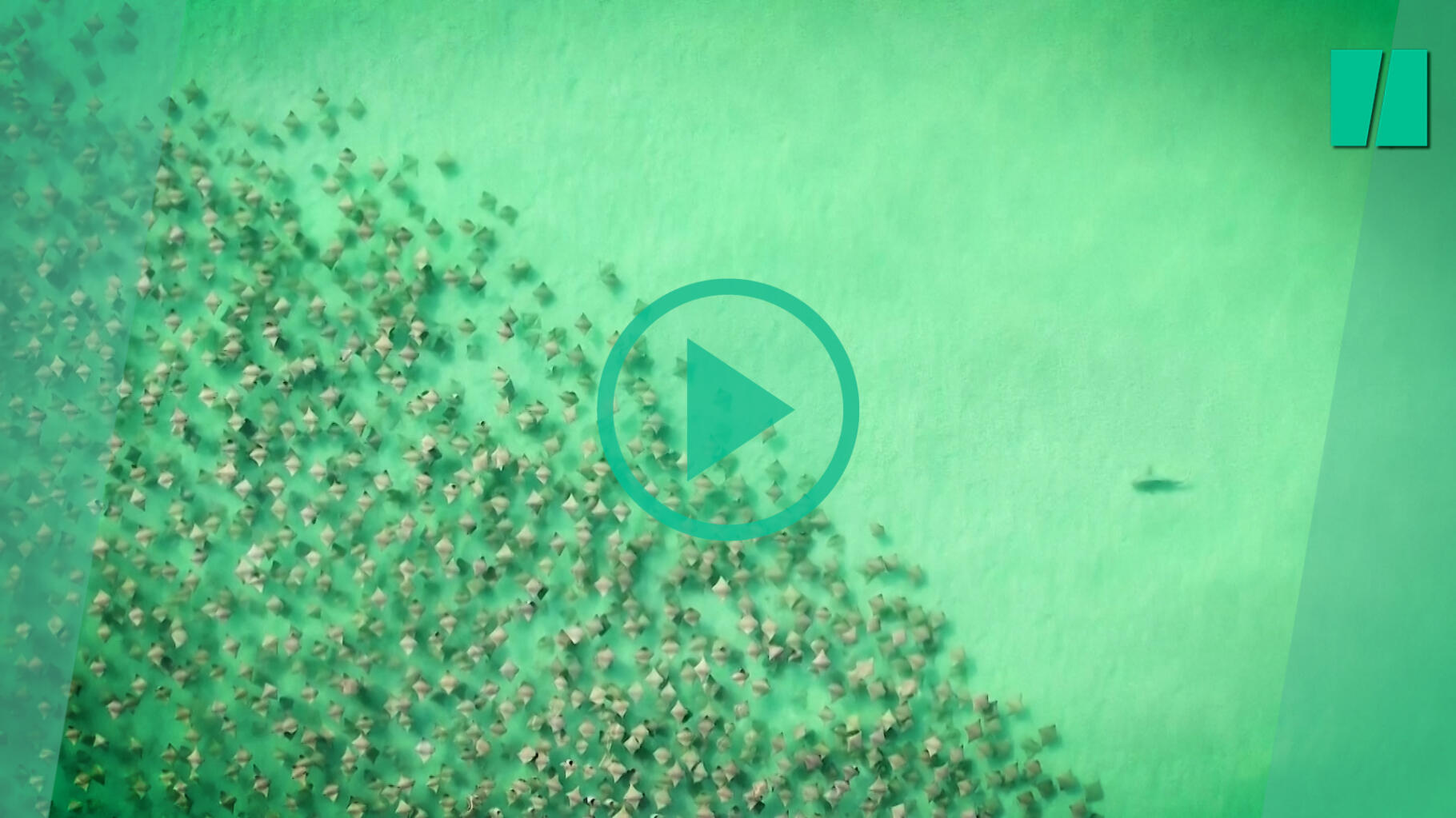 Ce drone a filmé une attaque de requin sur un banc de raies et c’est super impeessionnant