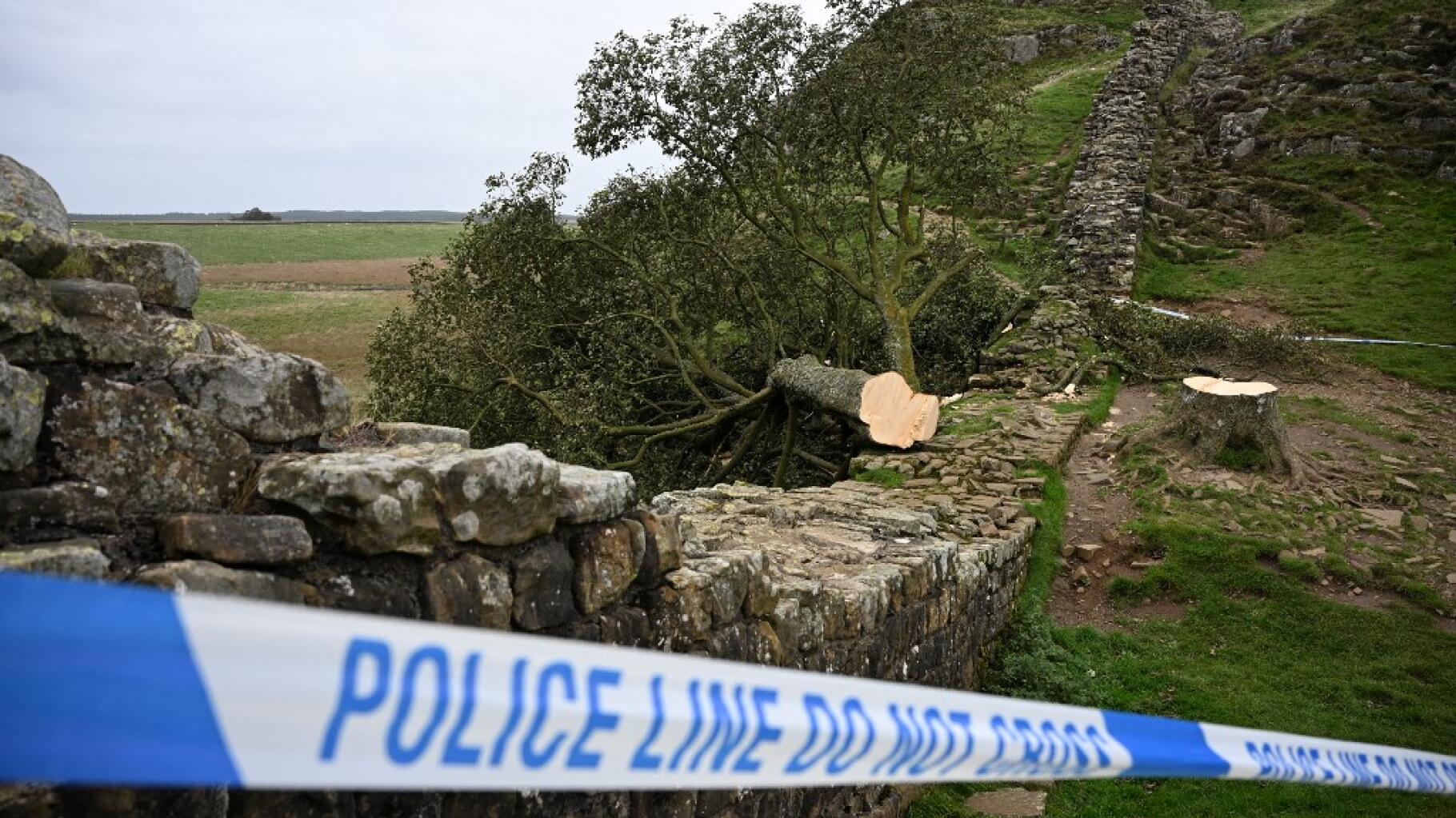 Est-il possible de faire repousser l’arbre le plus célèbre du Royaume-Uni ?