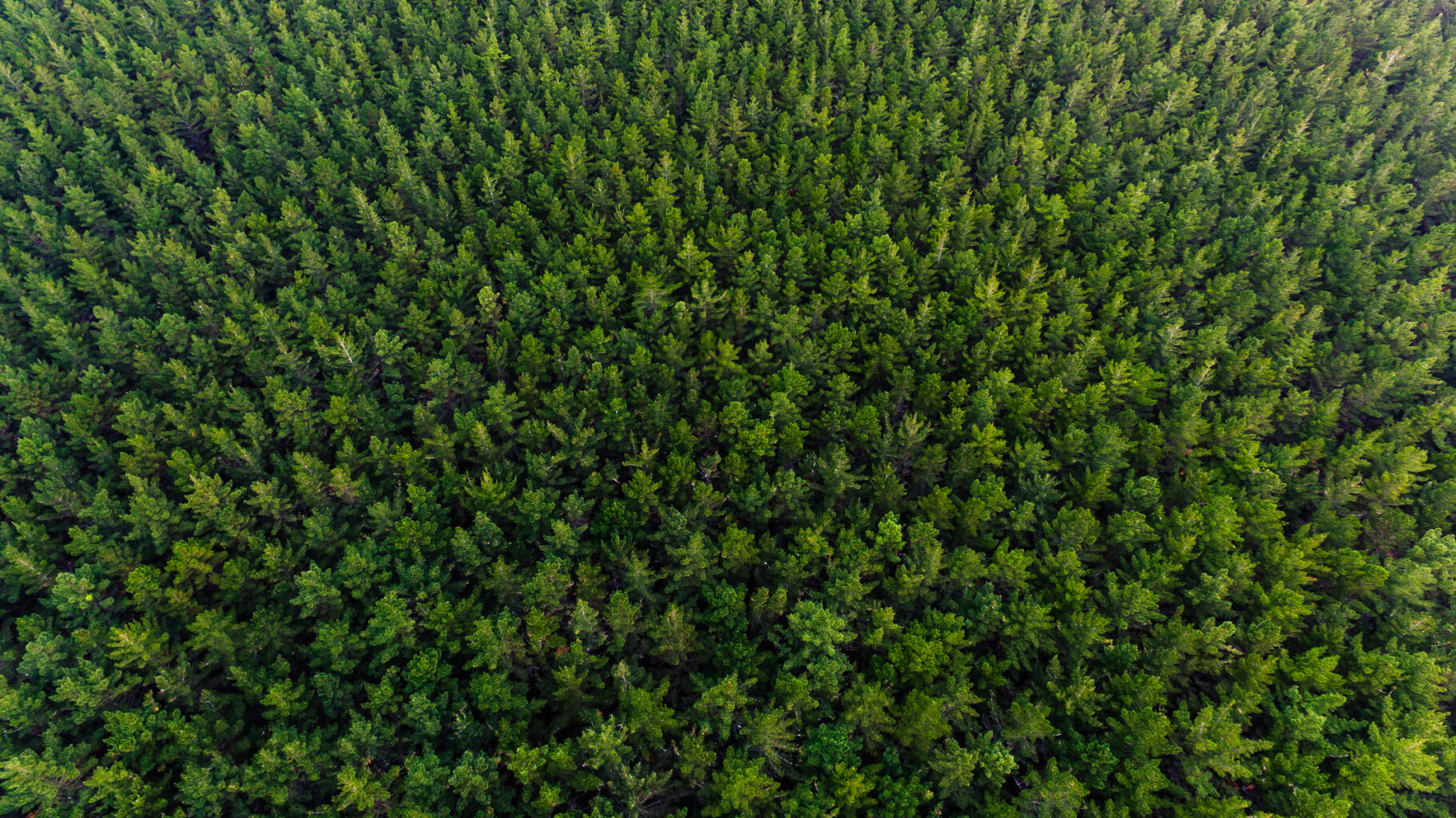 Het planten van bomen zal de planeet niet redden, leggen deze onderzoekers uit