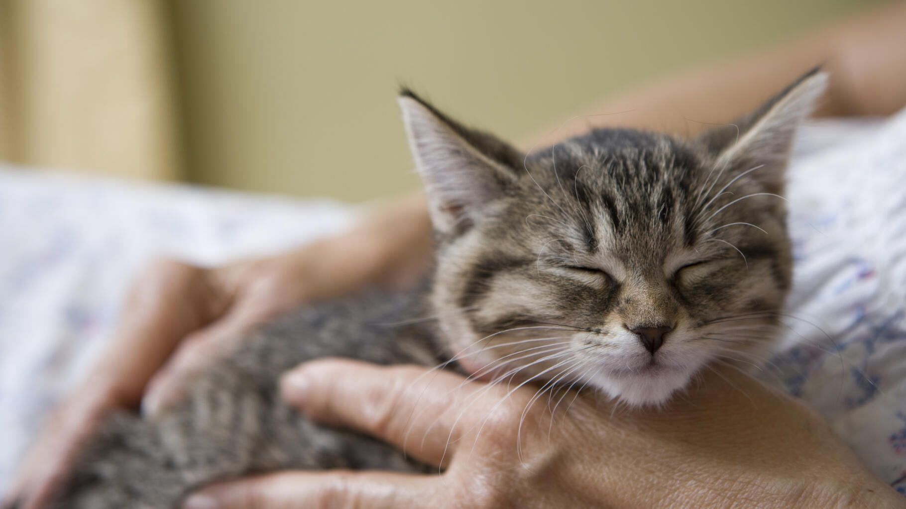 Why do cats purr?  Scientists have an explanation