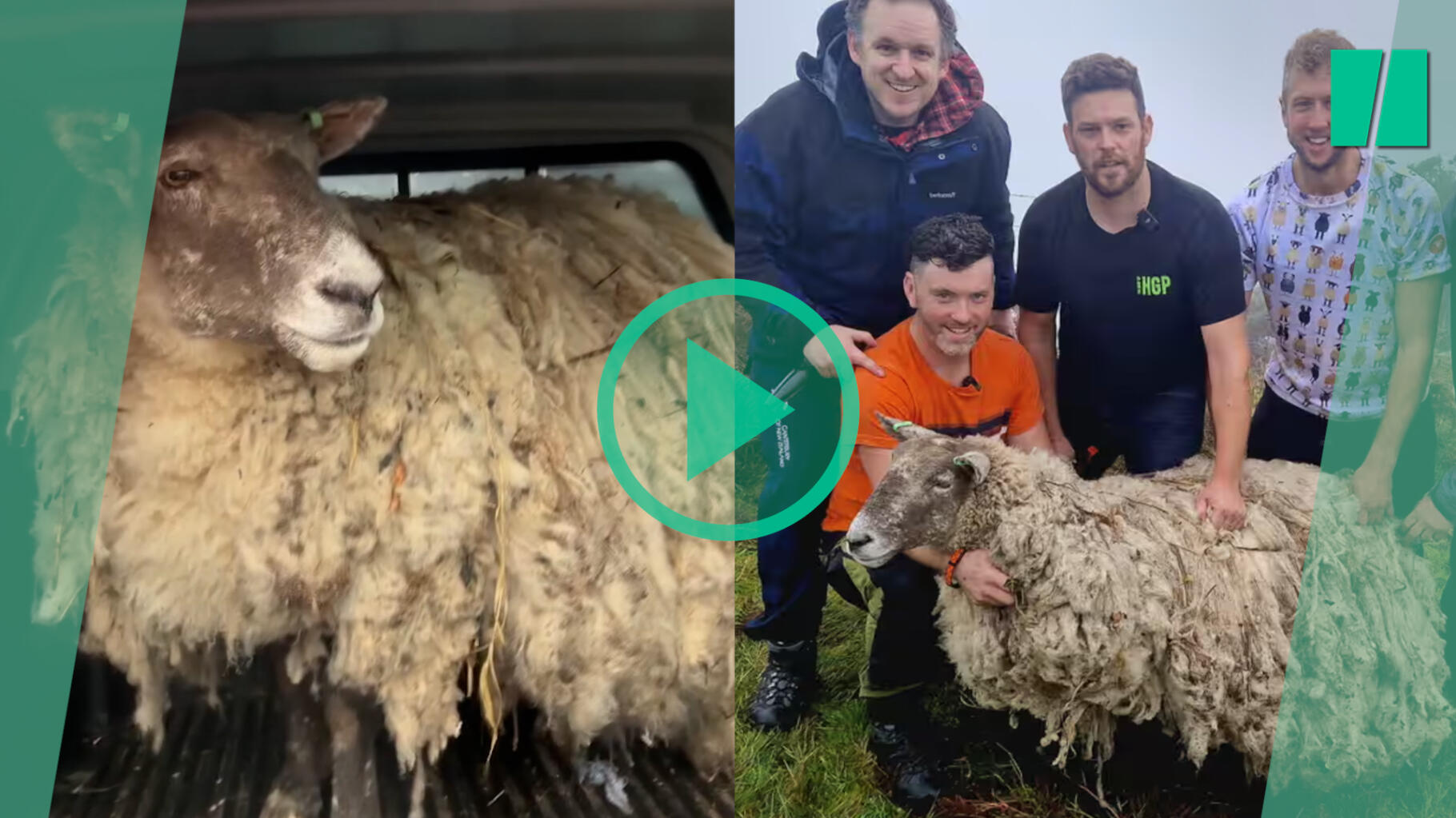The most isolated sheep in the country has been rescued by farmers, in a controversial rescue